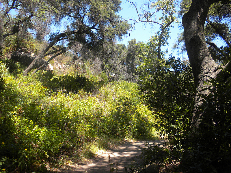 A Trail Through the Santa Barbara Botanic Garden