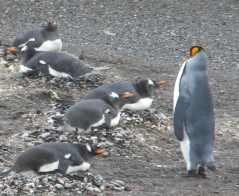 A Lone King Penguin Among Magellanic Penguins on Isla Pajaros