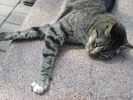 The Contented Cats of Lima’s Parque Kennedy