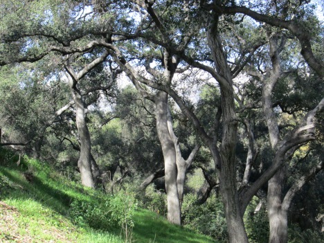 The Oak Forest at Descanso Gardens